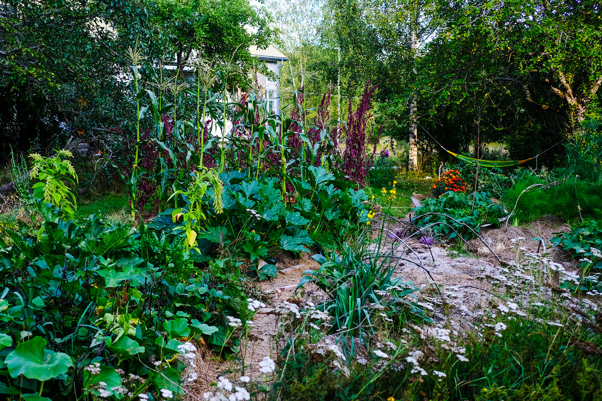 Food forest permaculture gardens in WA State