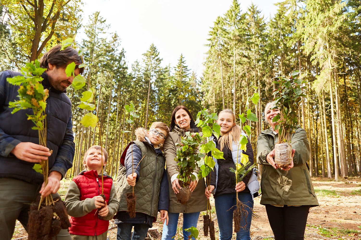 Food forest planting Bash