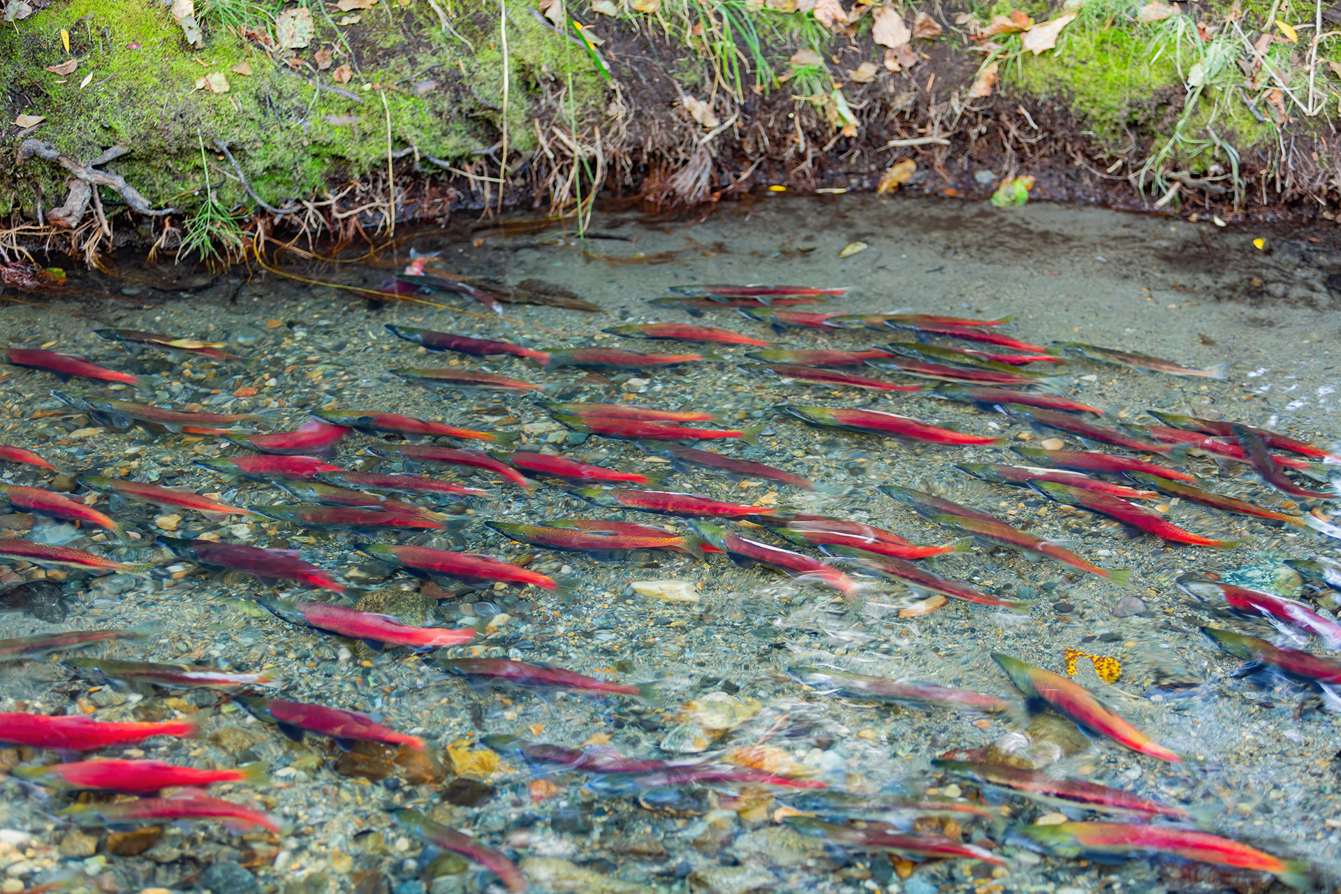 Food reforestation supports healthy streams and fish populations