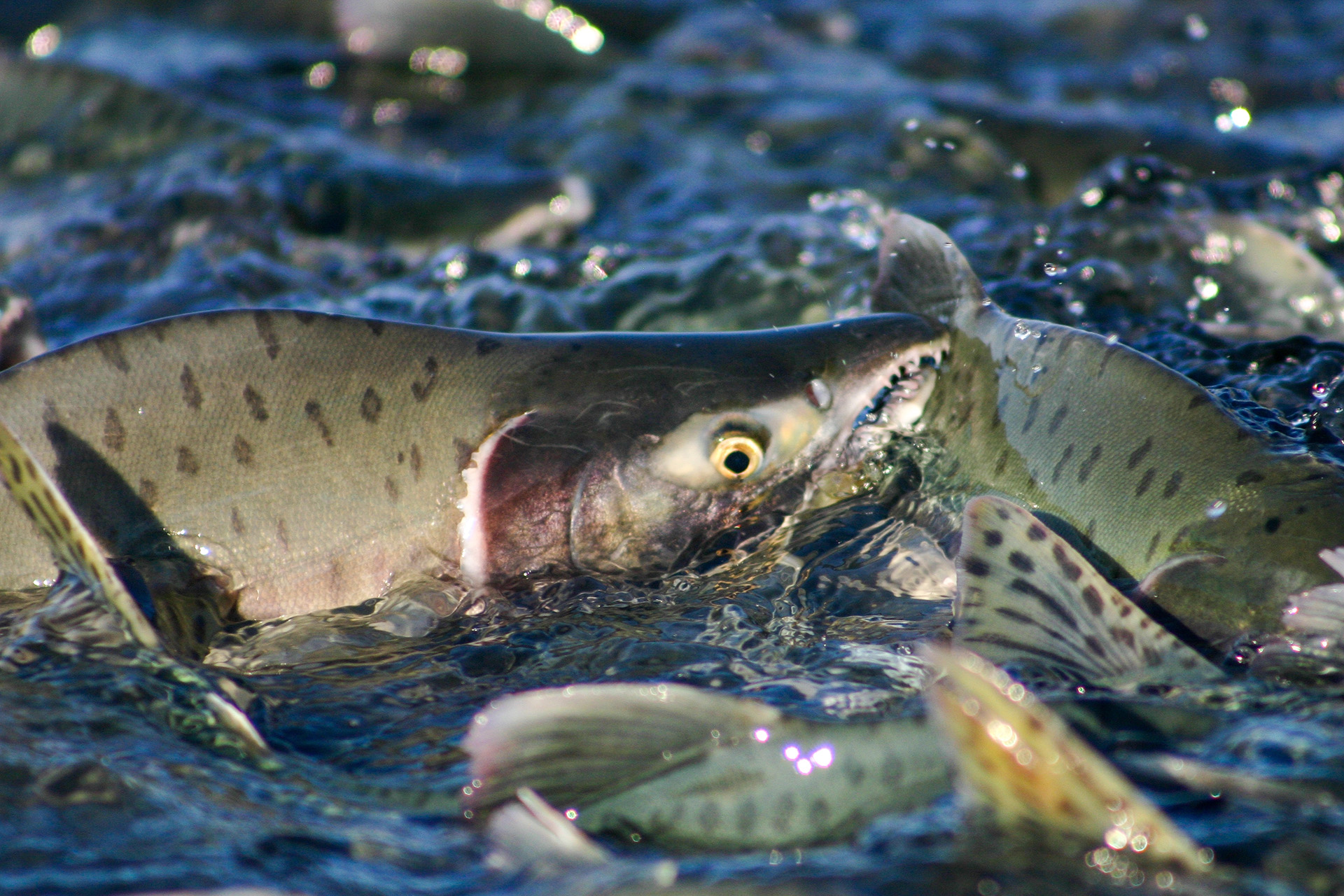 Healthy forest salmon run
