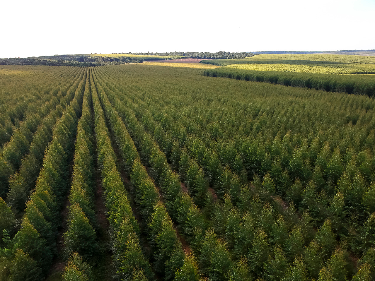 Mono culture forestry removes native heirloom plants and trees